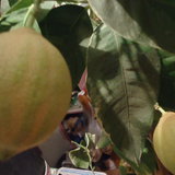 Érik a csíkos levelű, és csíkos termésű citrom